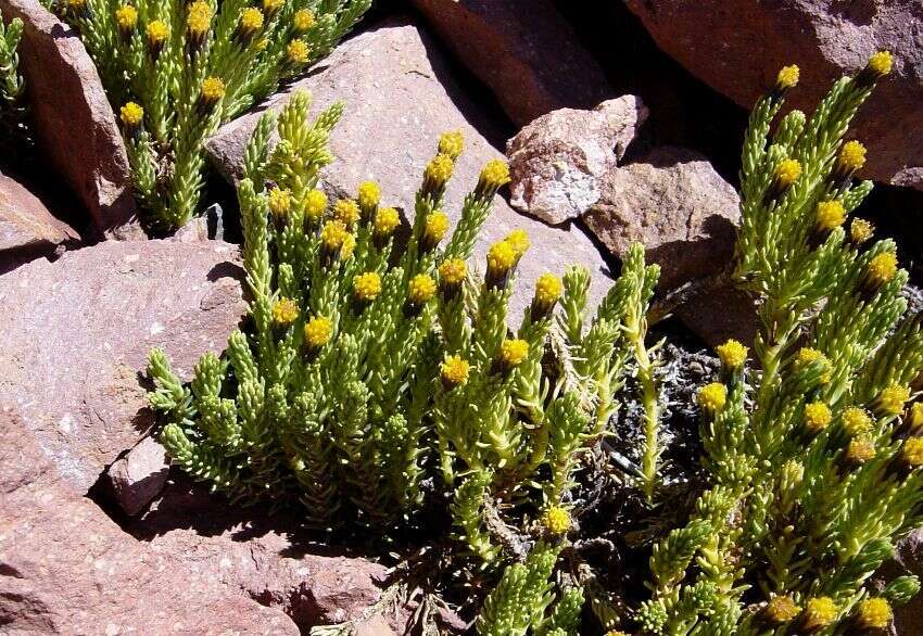 Image of Xenophyllum juniperinum (Hieron.) J. Calvo