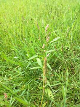 Imagem de Persicaria maculosa S. F. Gray