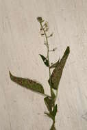 Image of broadleaf enchanter's nightshade