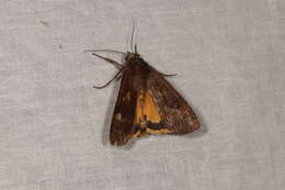 Image of Large Yellow Underwing