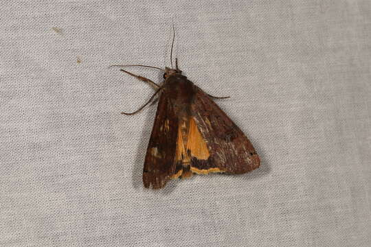 Image of Large Yellow Underwing