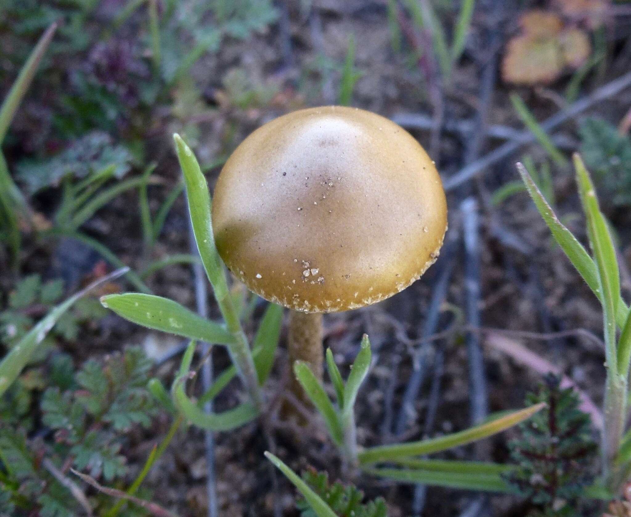 Image of Agrocybe pediades (Fr.) Fayod 1889