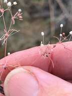 Image of Thread-Stem Carpetweed