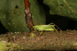 Image of Drumming Katydid