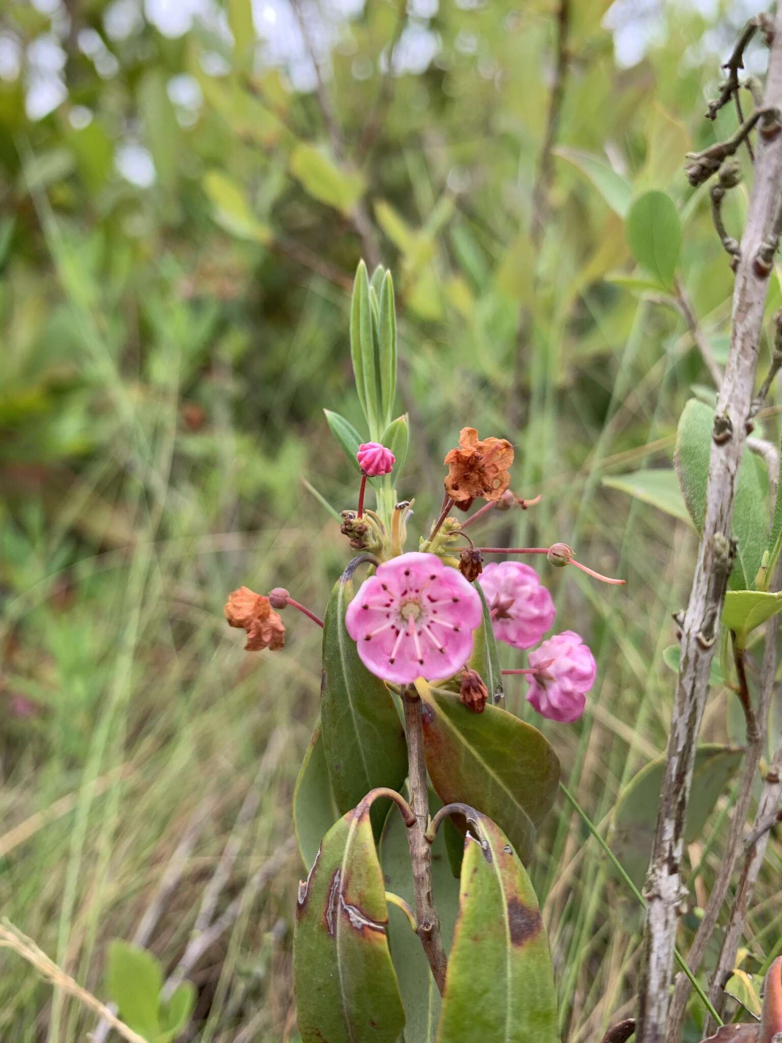 Kalmia angustifolia subsp. carolina (Small) A. Haines的圖片