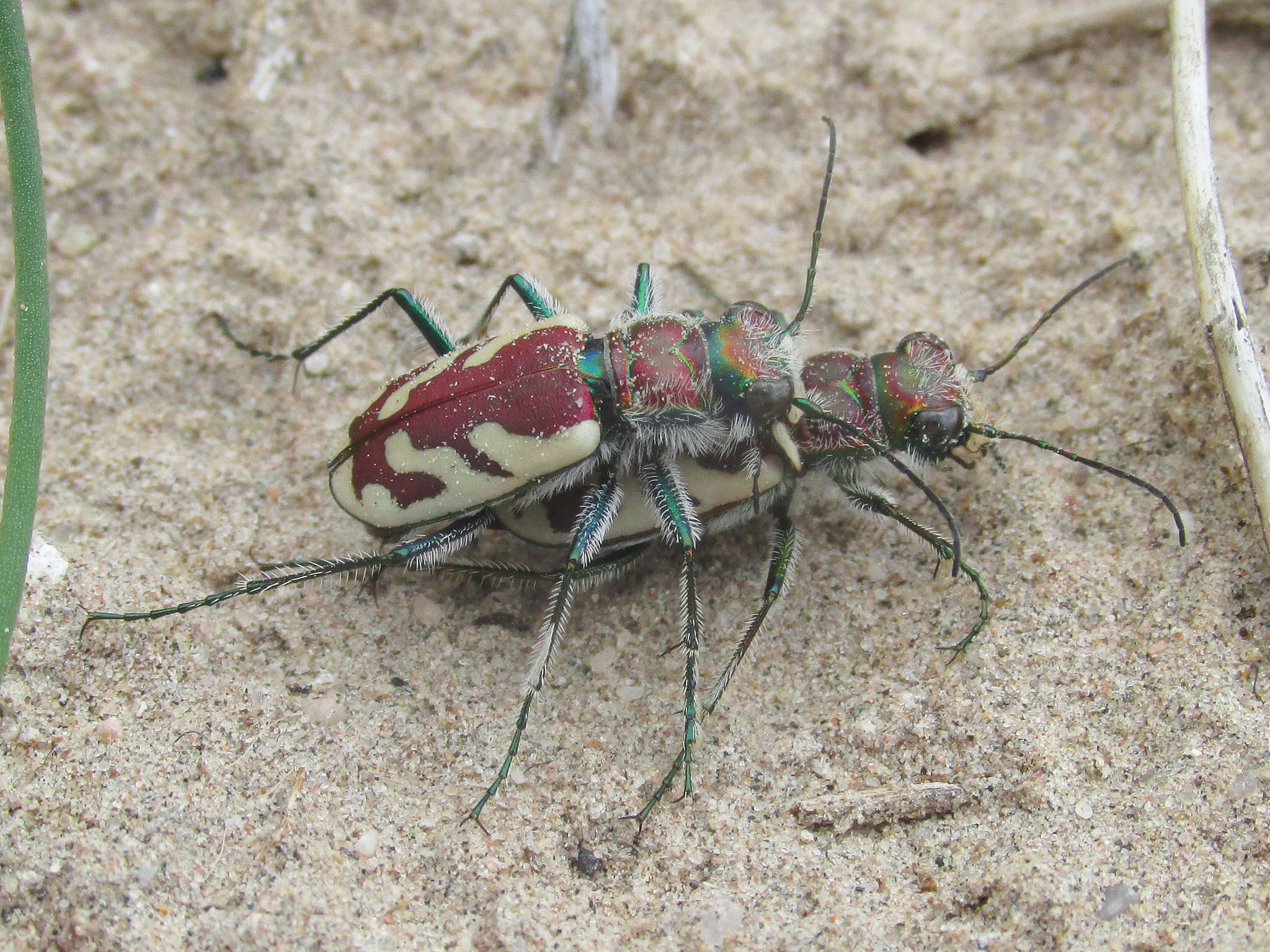 Image of Cicindela (Cicindela) lengi lengi W. Horn 1908