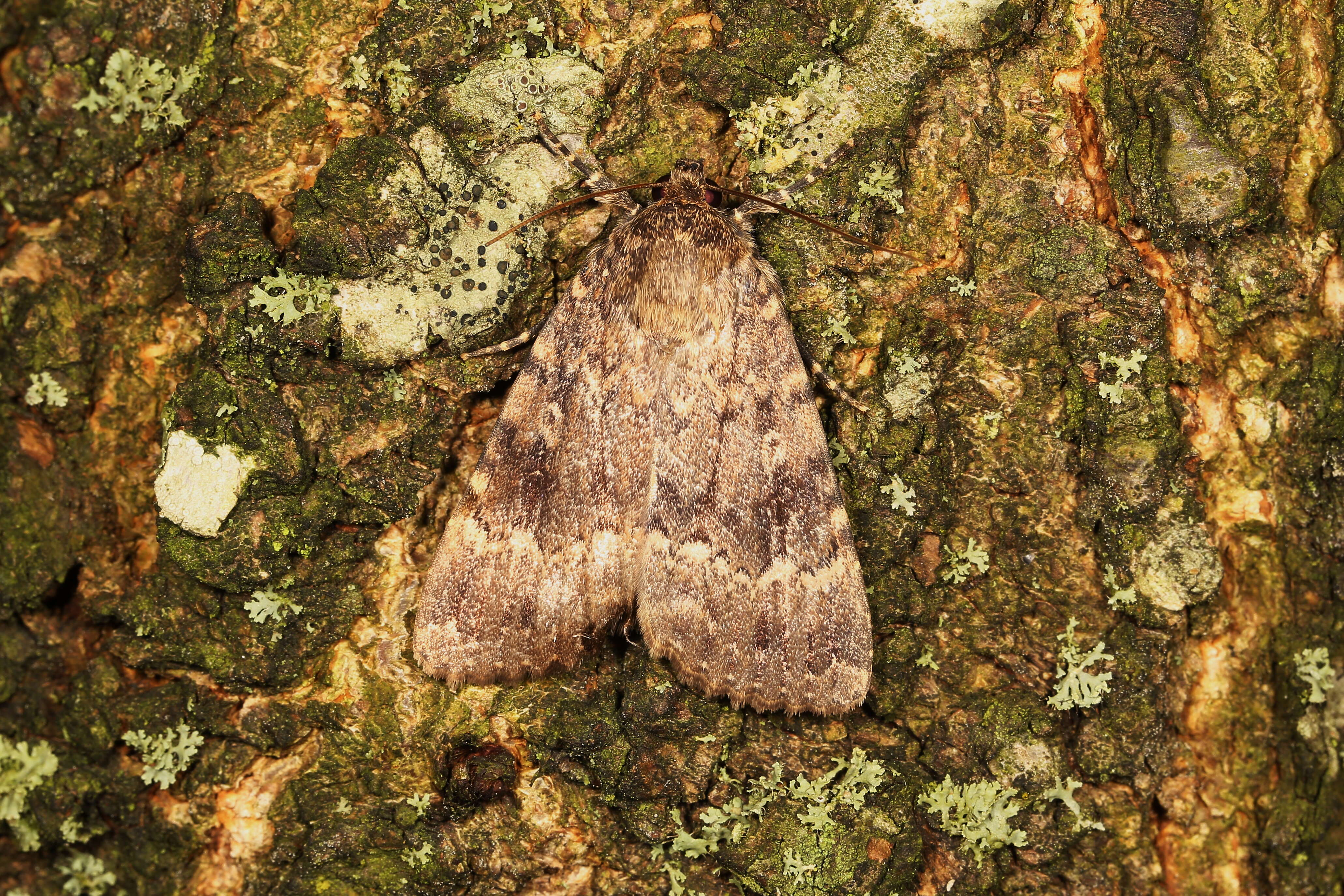 Image of copper underwing