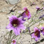 Image of salpiglossis