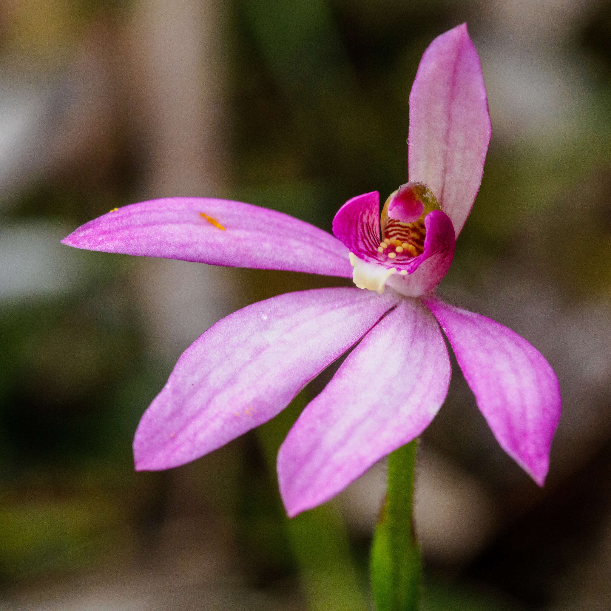 Image of Ornate pink fingers