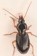 Image of Synuchus impunctatus (Say 1823)