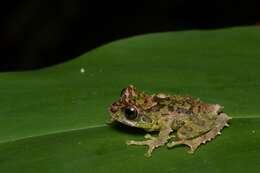 Image of Mossy Bush Frog