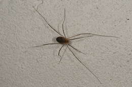 Image of Daddy longleg