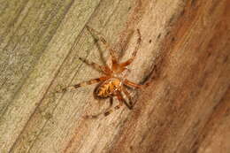 Image of Garden spider