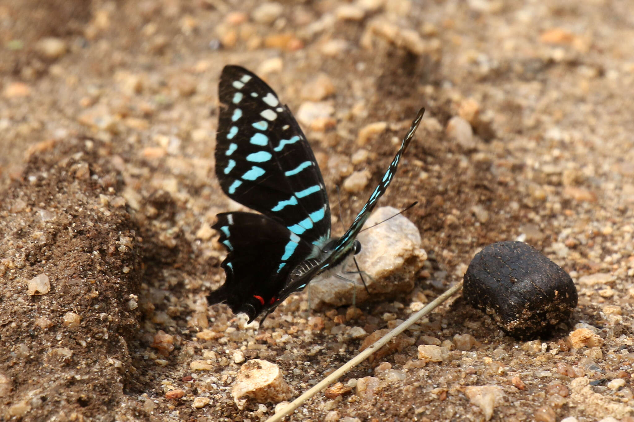 Image de Graphium colonna (Ward 1873)