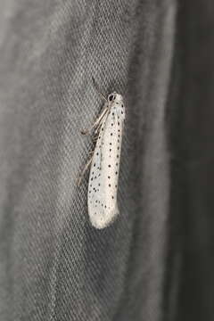 Image of Bird-cherry Ermine