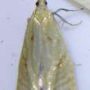 Phtheochroa aureoalbida Walsingham 1895的圖片