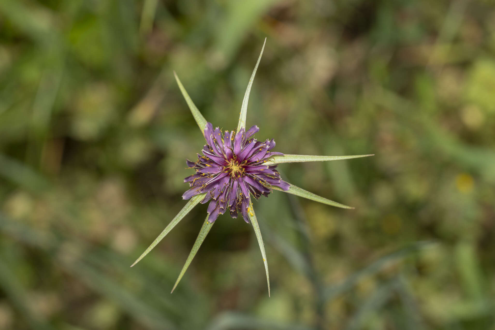 Image of Tragopogon coelesyriacus Boiss.