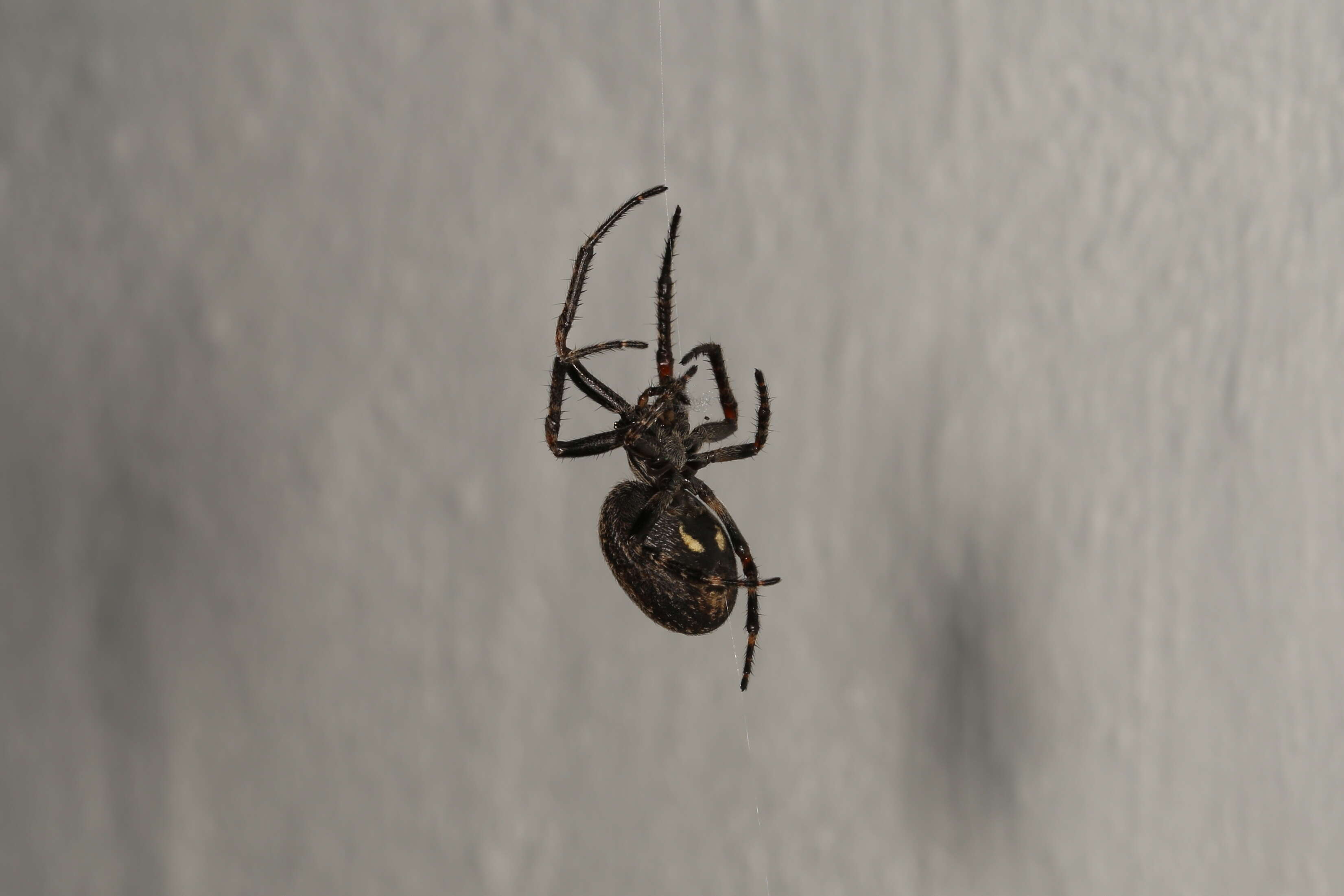 Image of Walnut Orb-Weaver Spider