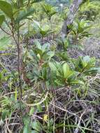 Image of Ficus variolosa Lindl. ex Benth.