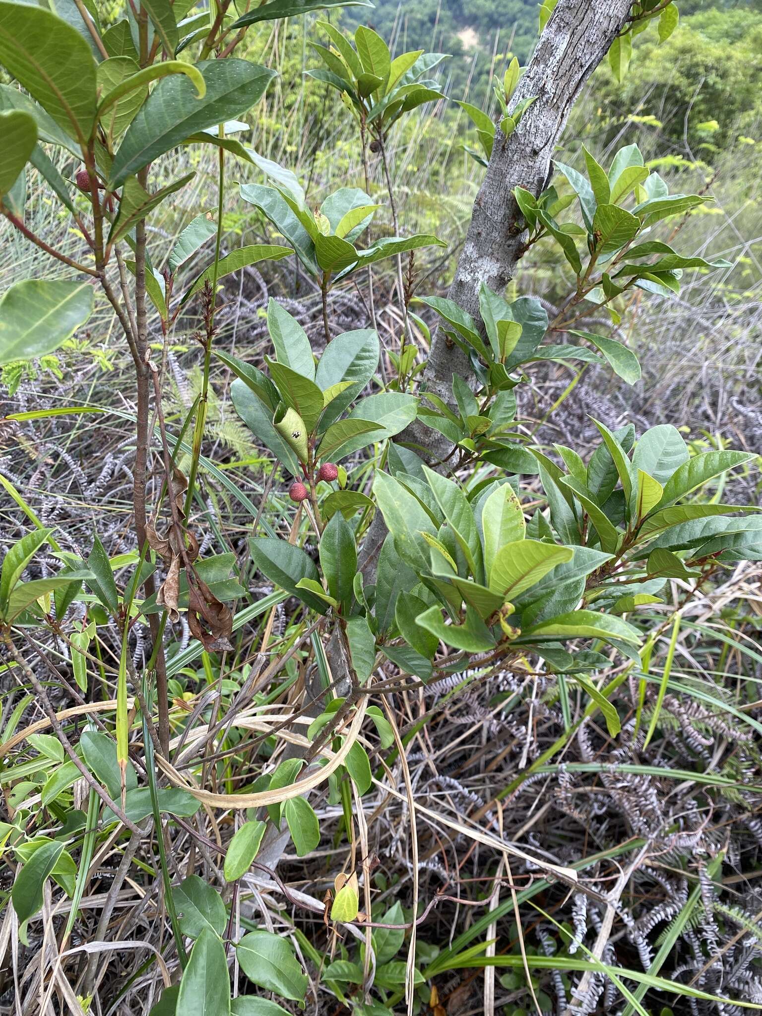 Image of Ficus variolosa Lindl. ex Benth.