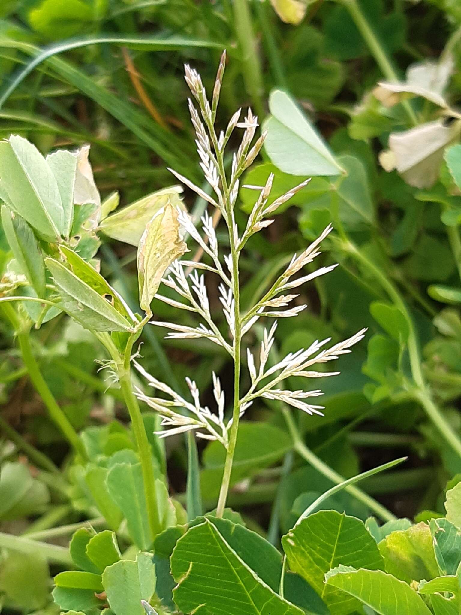 Слика од Catapodium rigidum subsp. rigidum