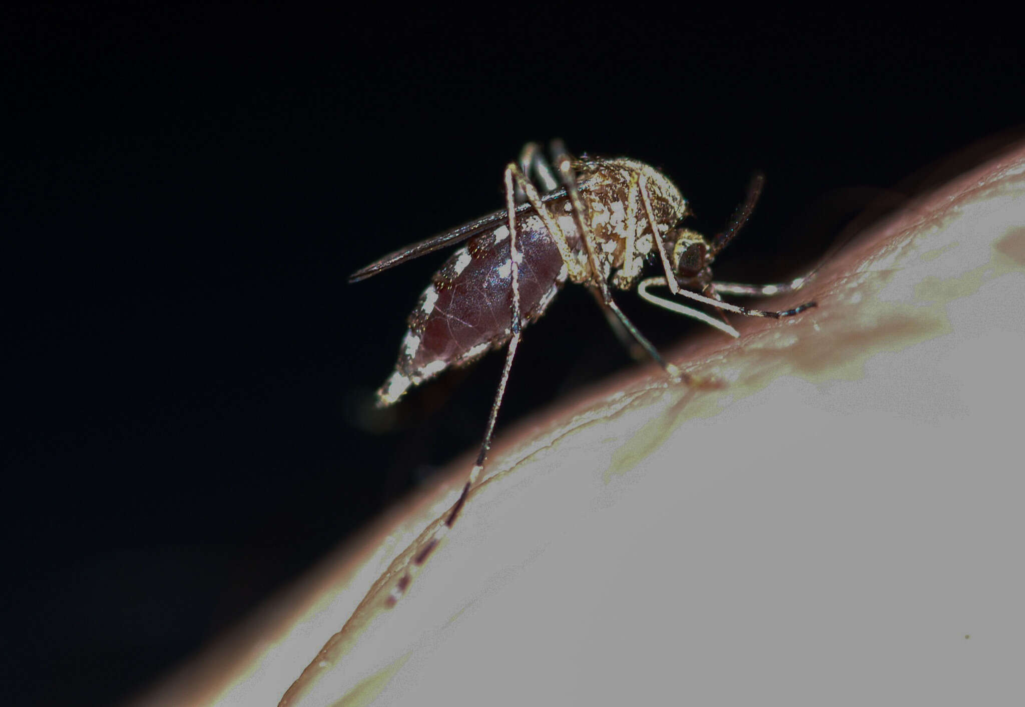 صورة Aedes camptorhynchus (Thomson 1869)