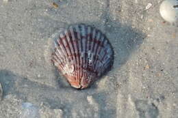 Image of Atlantic Calico scallop