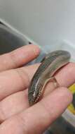 Image of Ocellated Bronze Skink