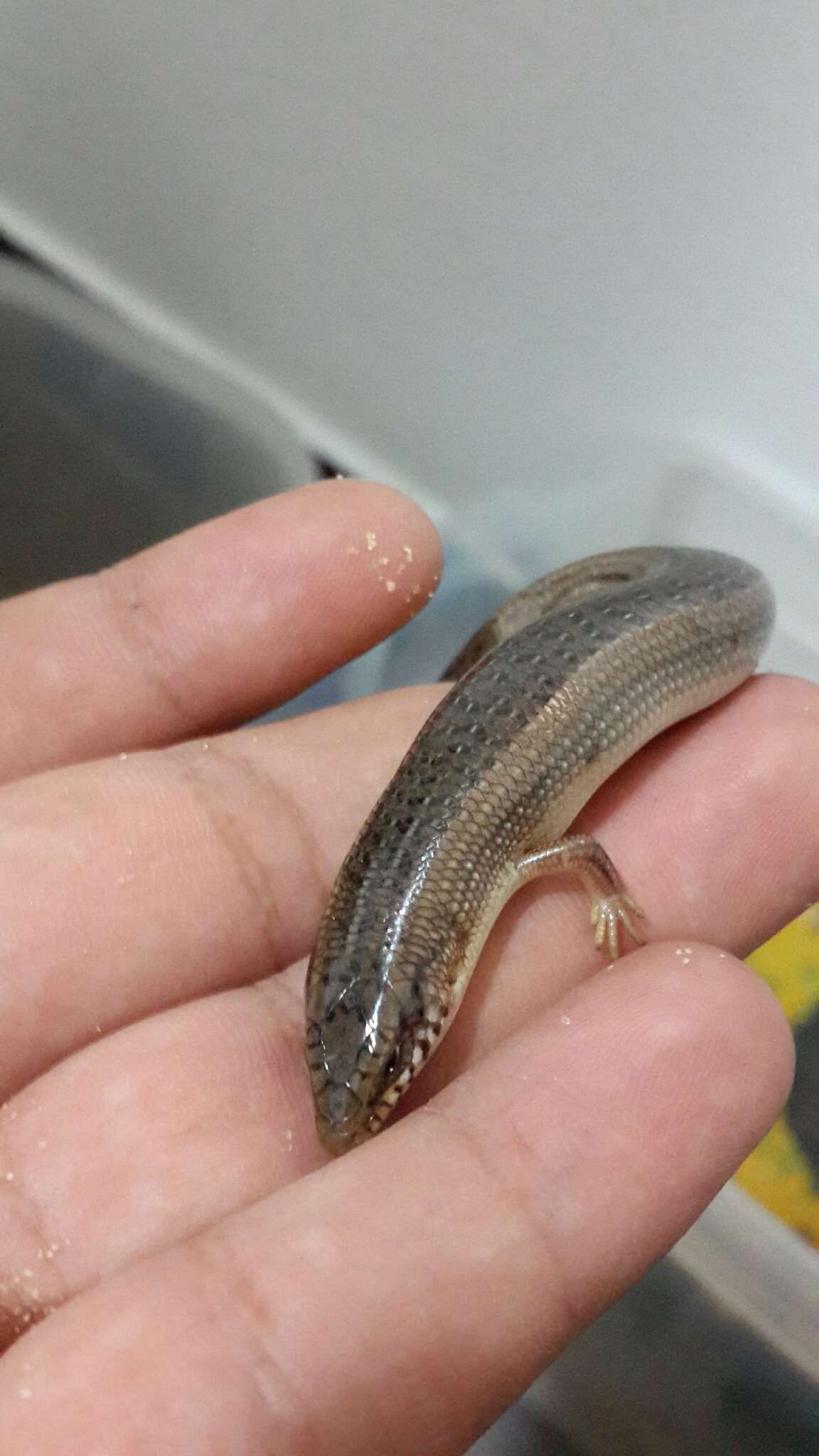 Image of Ocellated Bronze Skink