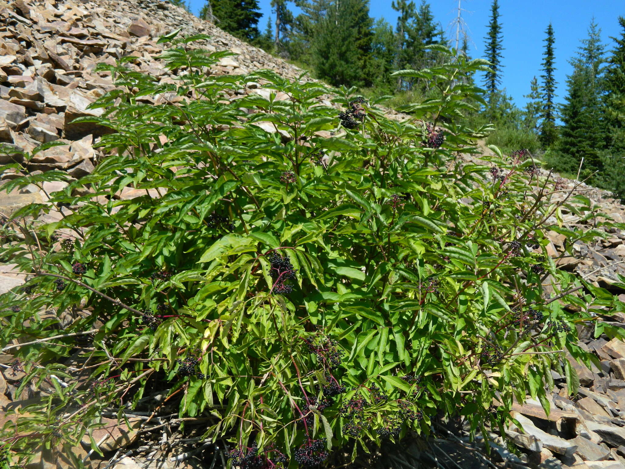 Image of Rocky Mountain elder