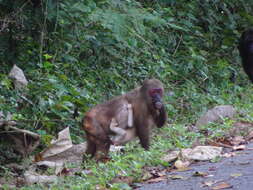 Macaca arctoides (I. Geoffroy Saint-Hilaire 1831) resmi