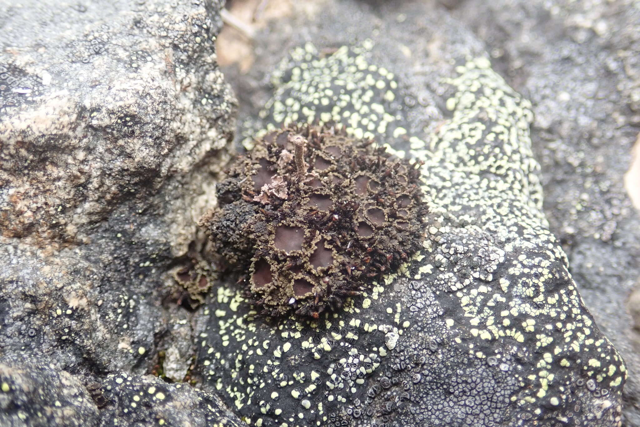 Image of bowl lichen