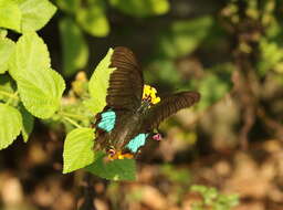 Image of Papilio paris Linnaeus 1758