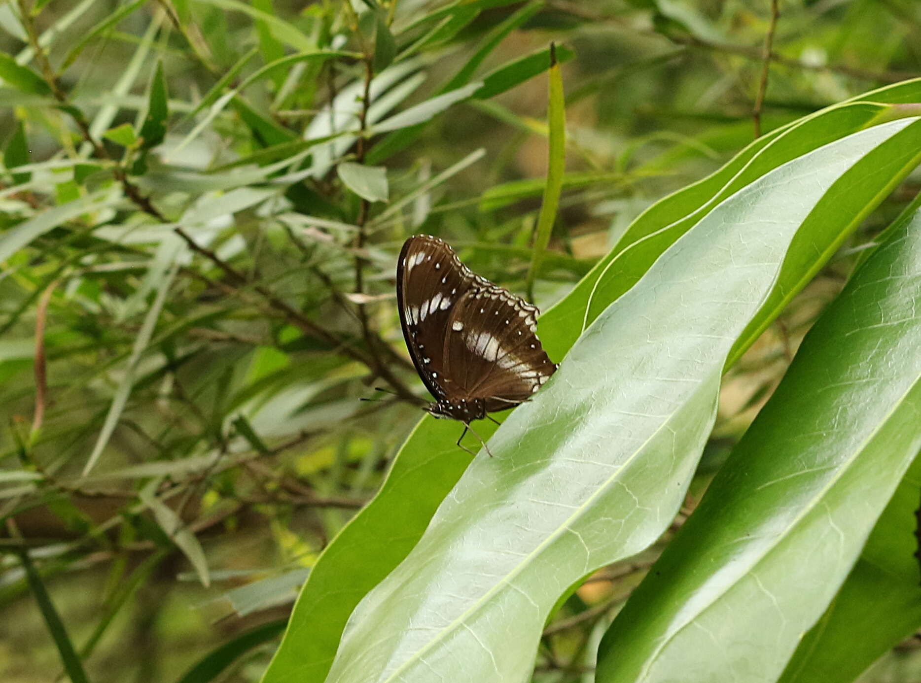 Imagem de Hypolimnas bolina Linnaeus 1758