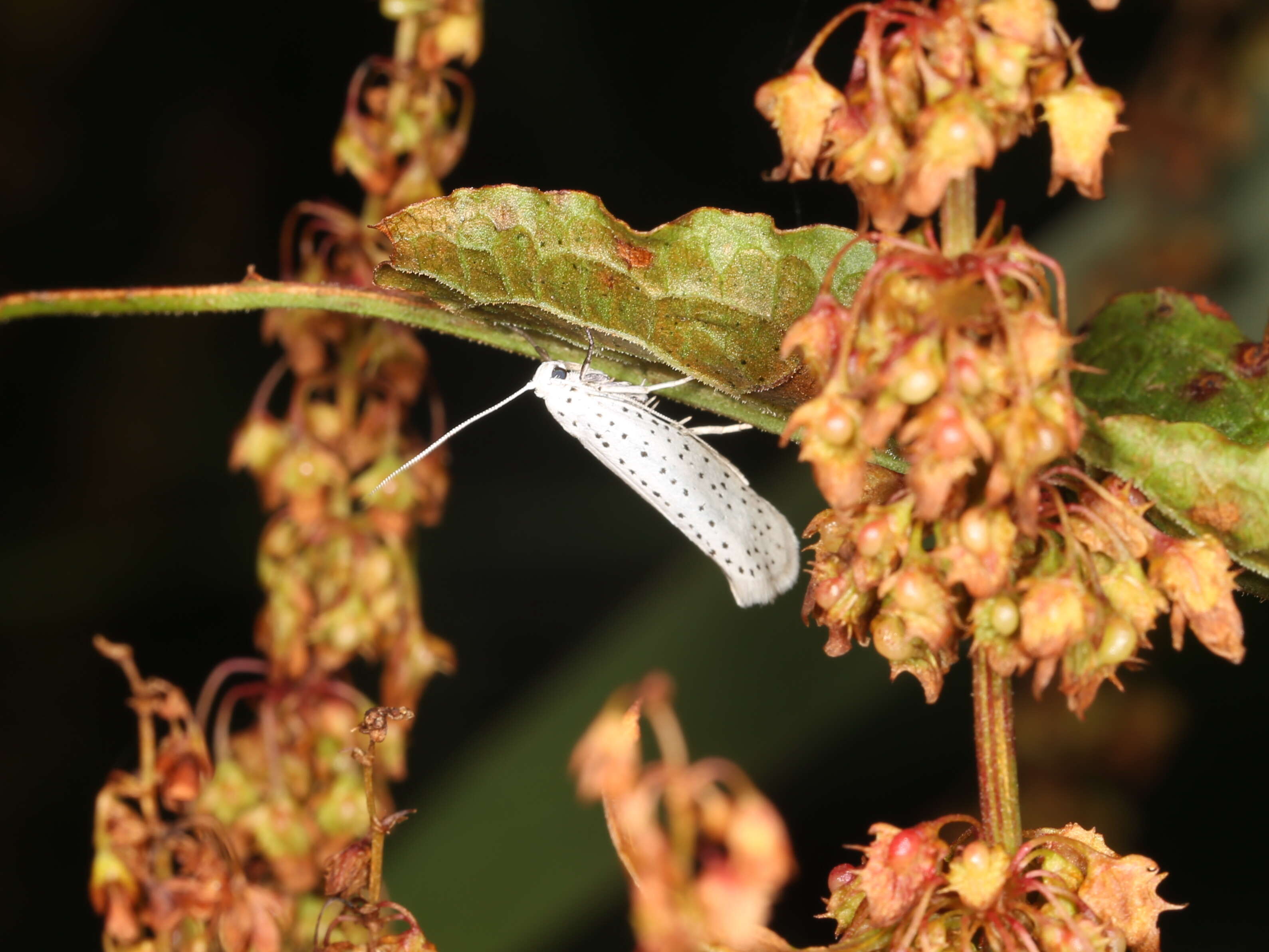 Imagem de Yponomeuta evonymella Linnaeus 1758