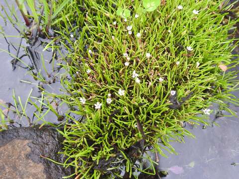 صورة Limosella longiflora Kuntze