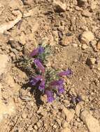 Image of mat penstemon