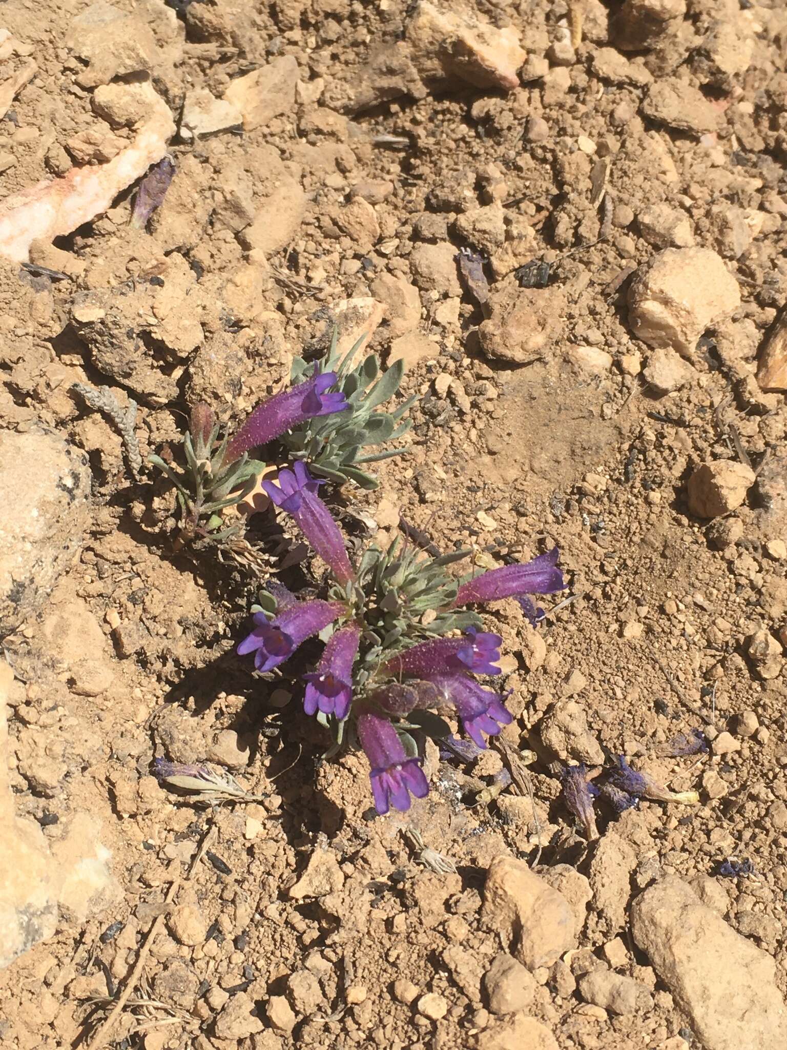 Image of mat penstemon