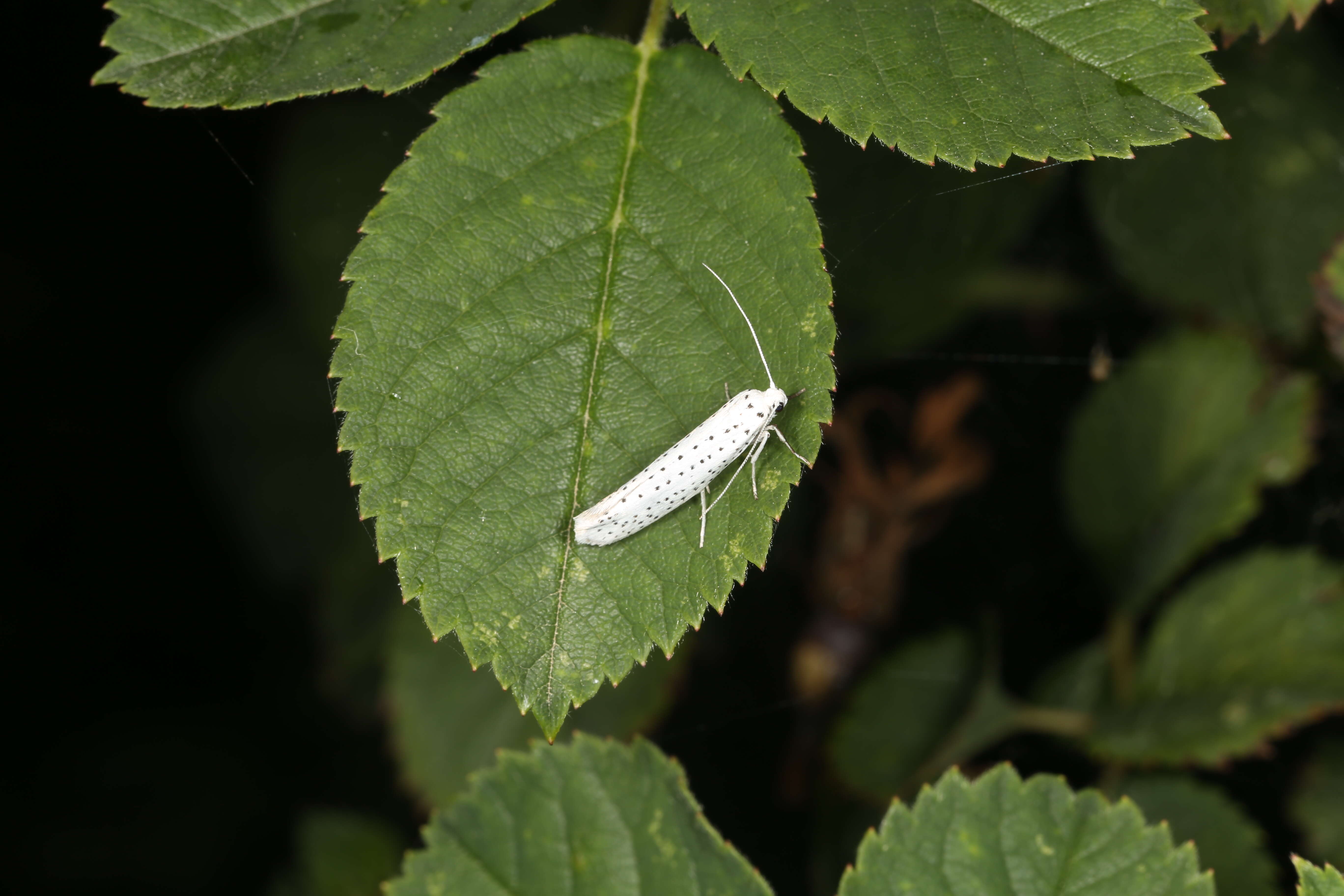 Imagem de Yponomeuta evonymella Linnaeus 1758