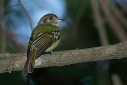 Leptopogon amaurocephalus Cabanis 1846 resmi