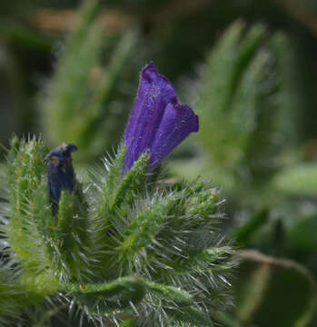 Echium arenarium Guss.的圖片