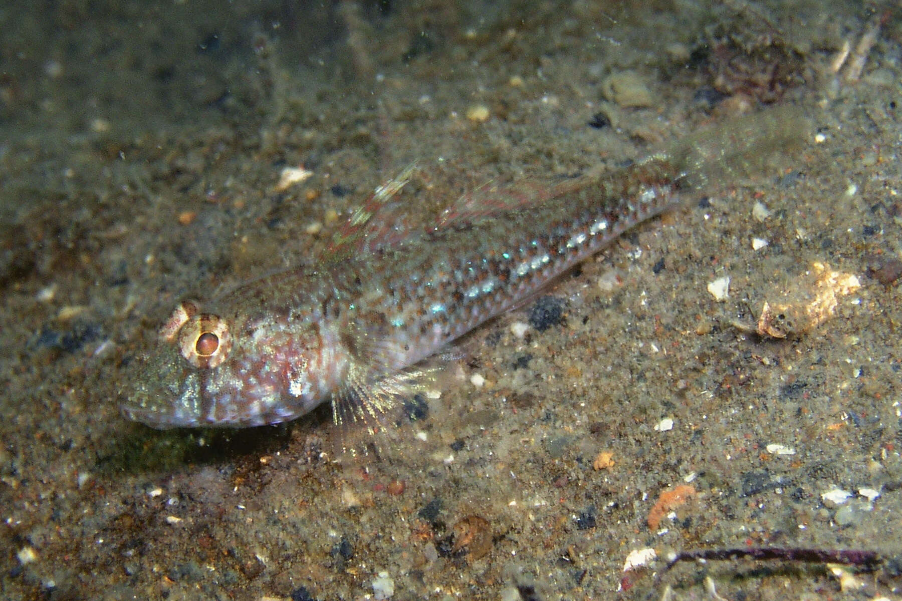 Image of Australian sailfin goby