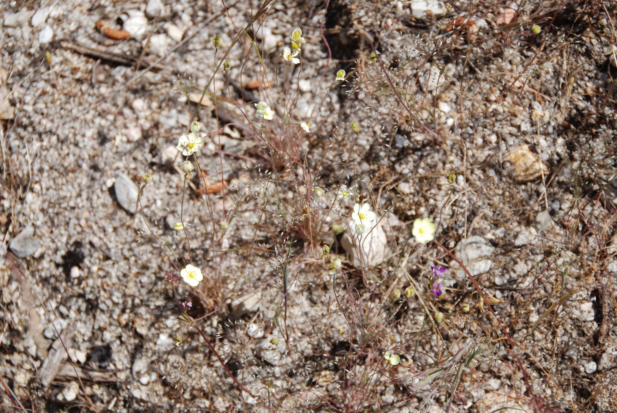 Image of narrowleaf queen poppy