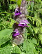 صورة Phlomoides oreophila (Kar. & Kir.) Adylov, Kamelin & Makhm.