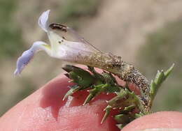 Image of Lobelia thermalis Thunb.