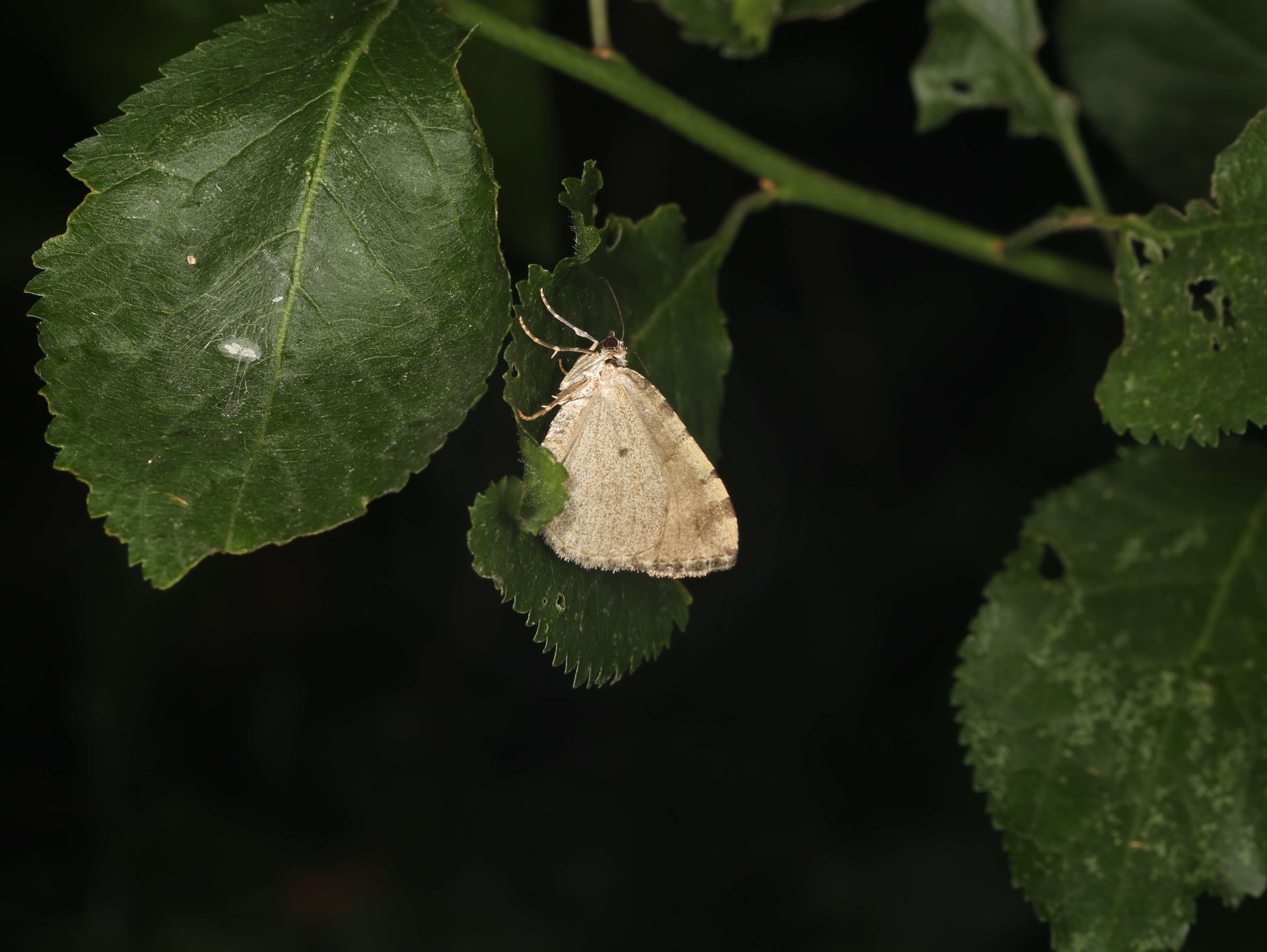 Image of Hydriomena furculoides Barnes & McDunnough 1917