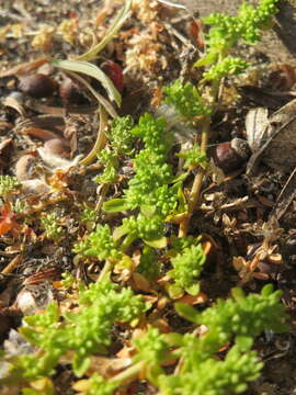 Image of smooth rupturewort