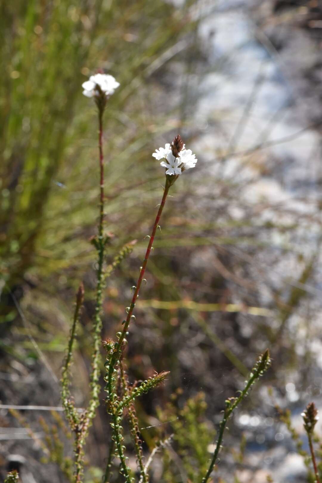 Image of Sphenotoma gracilis (R. Br.) Sweet