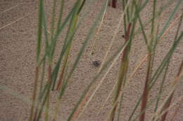 Image of Northern dune tiger beetle