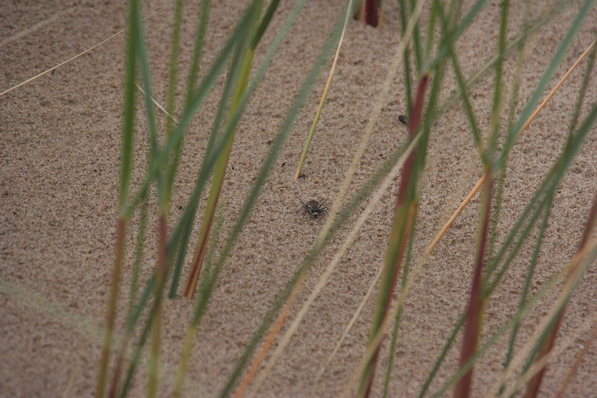 Image of Northern dune tiger beetle